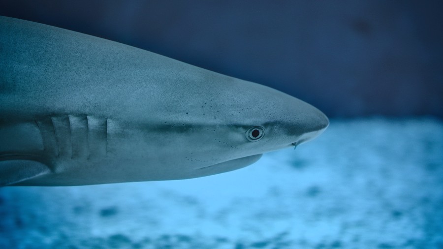shark_dive4